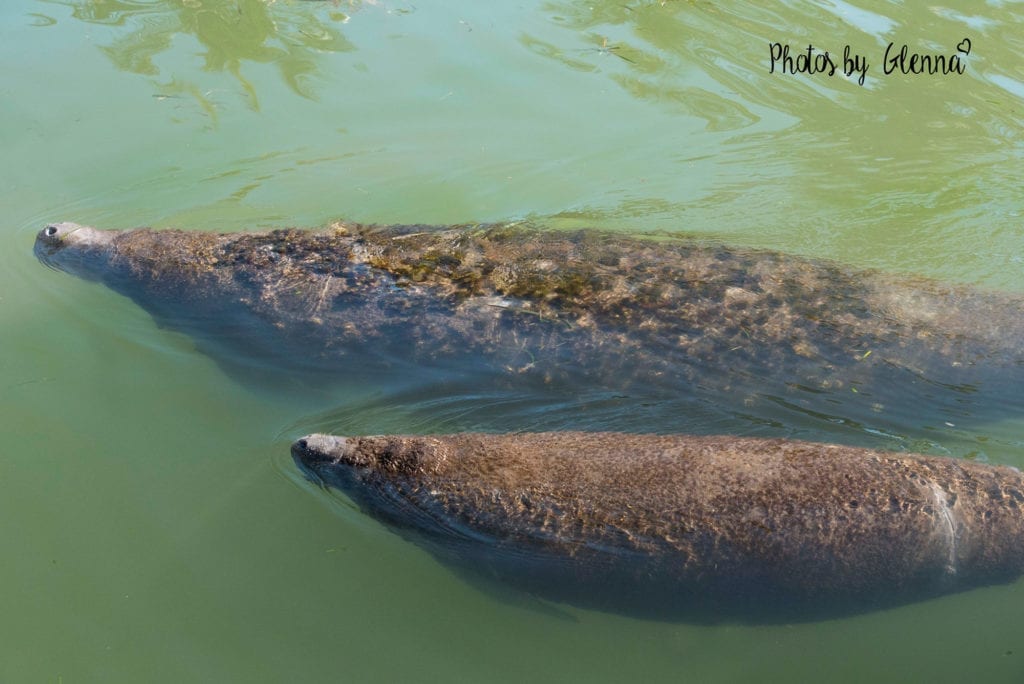 sanibel island vacation photographer